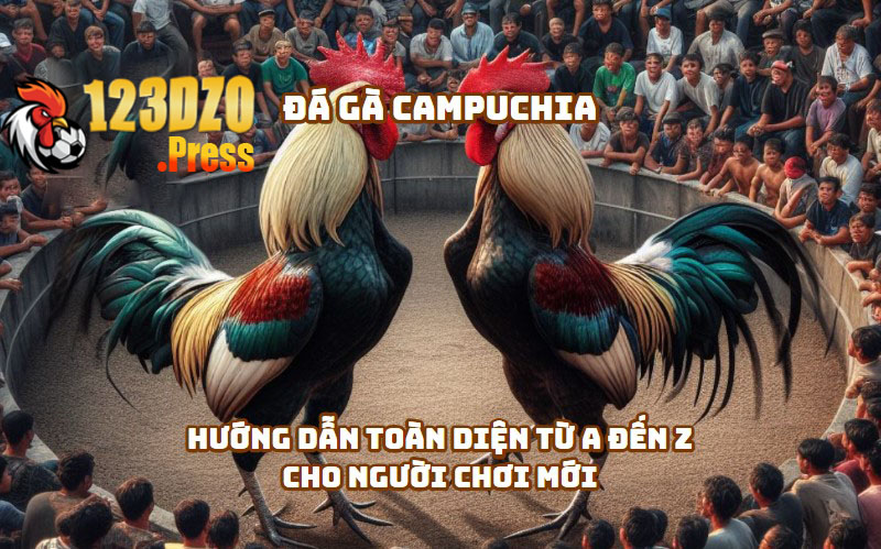 Tổng quan về đá gà Campuchia