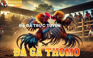 kHÁI QUÁT VỀ ĐÁ GÀ THOMO